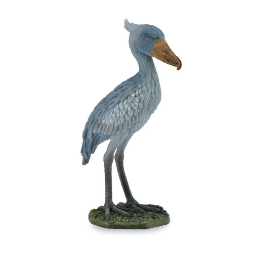 Scarpiera collecta - scarpiera,